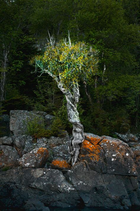 The Grand Portage Qitch Tree: An Ecosystem Worth Discovering